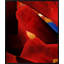 Looking Glass 4 Print by Lillian August