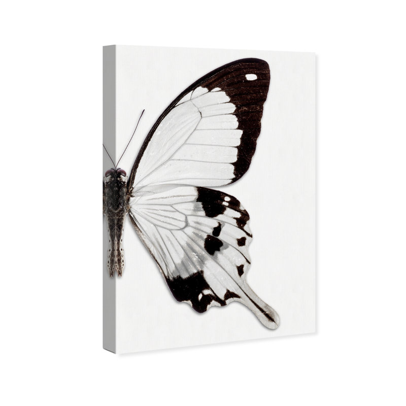 Papillon monochrome II - photographie sur toile, Toile tendue, H 30 po x l 20 po