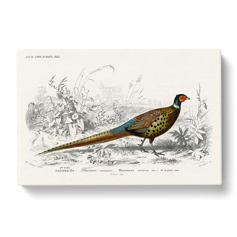 Pheasant Illustration by Charles D' Orbigny - Wrapped Canvas Graphic Art Print, 50cm H x 76cm W x 3cm D