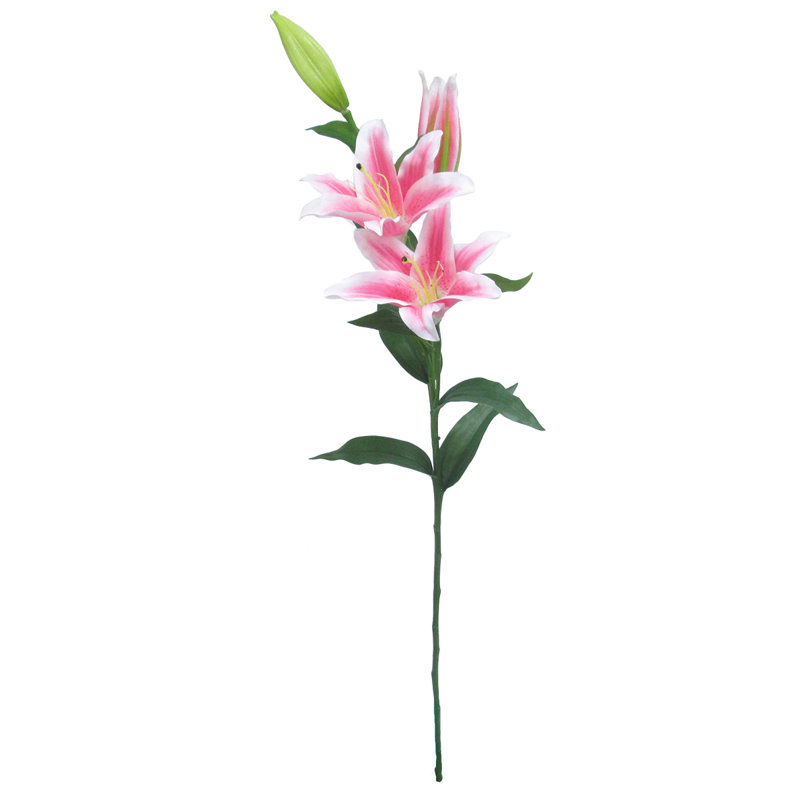 Tige de lys tigres, Rose
