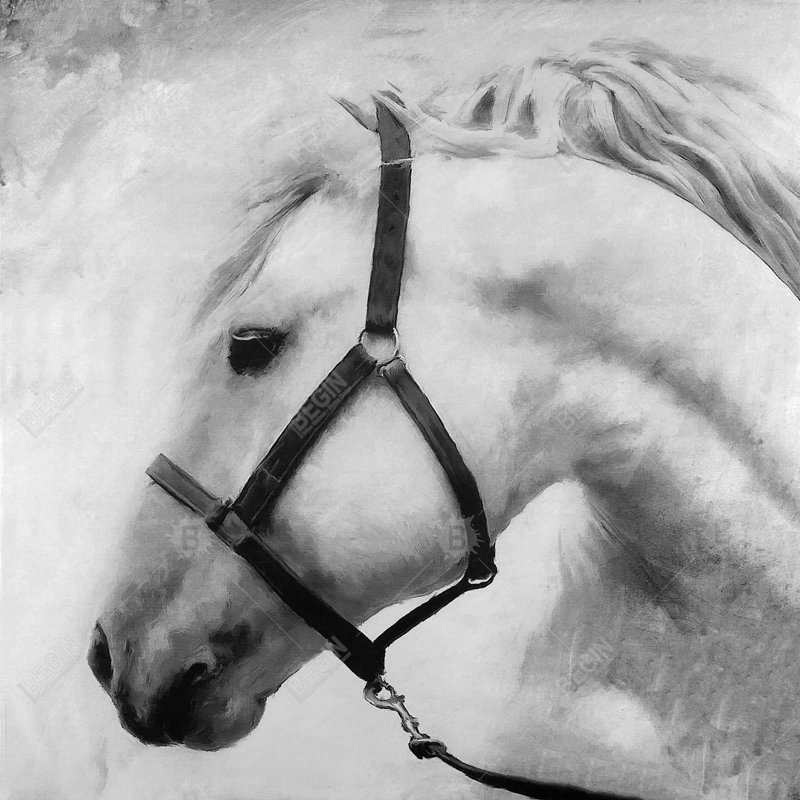 "Darius le cheval"