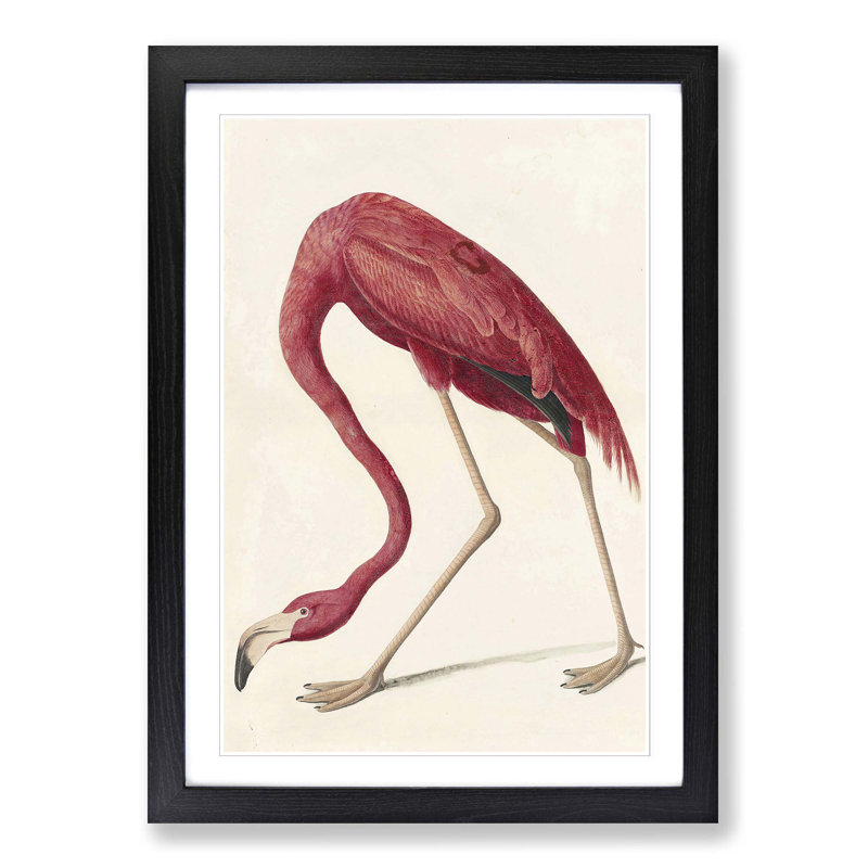 John Audubon - Single Picture Frame Print, Black