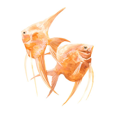" Discus Fish IV " by Emma Scarvey