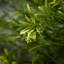 Sullivans Artificial Privet Bush 33"H; Green