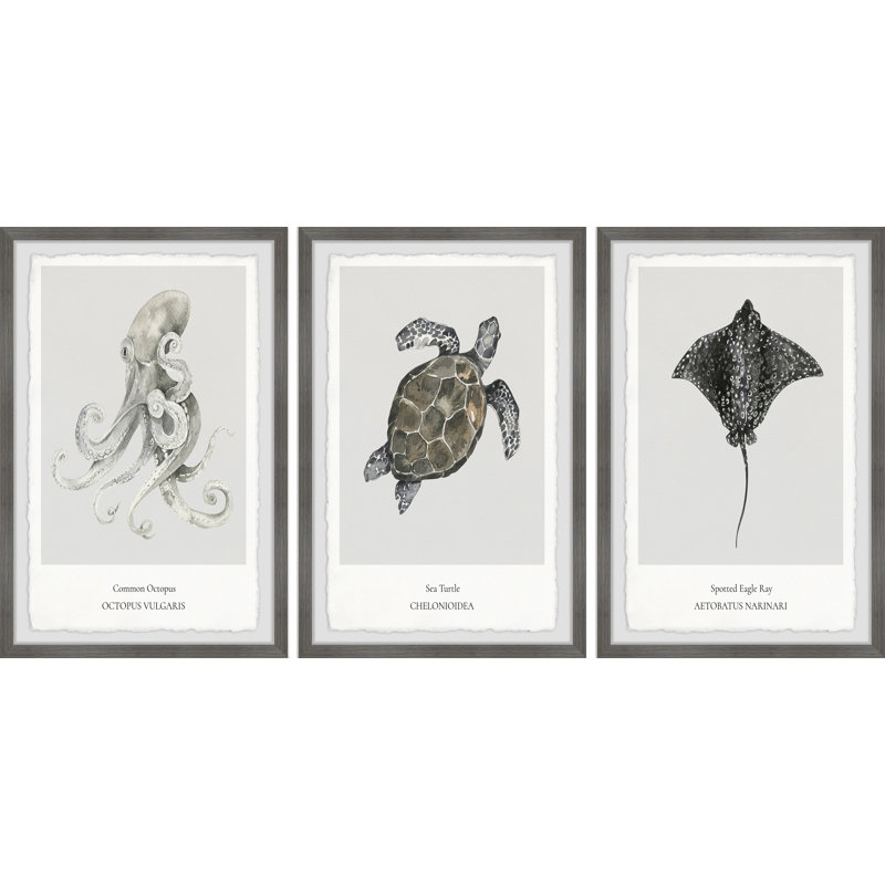Gurdon Aetobatus Narinari by Marmont Hill - 3 Piece Single Picture Frame Painting Set, 30cm H x 20cm W x 3.81cm D