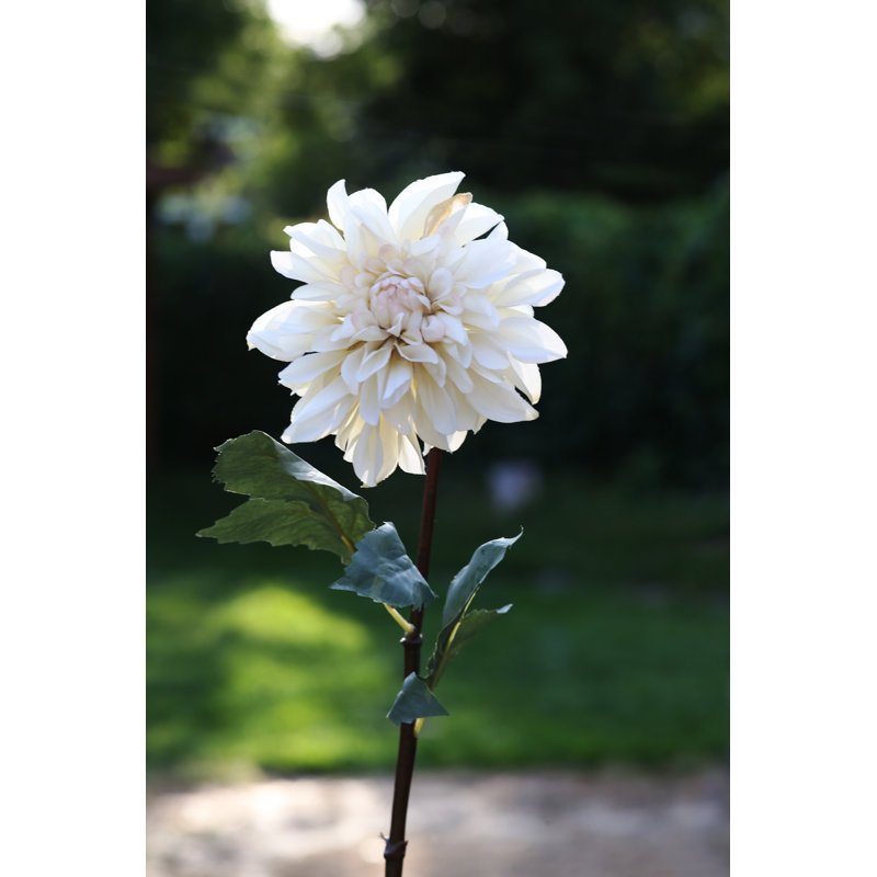 Dahlia, Ivory