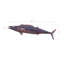 Animals Wahoo Fish Wall Décor