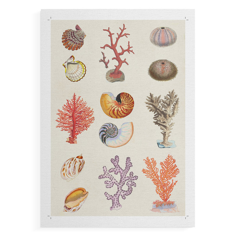 Corail et coquillage I - impression sur toile seulement - non encadrée, H 18 po x l 12 po