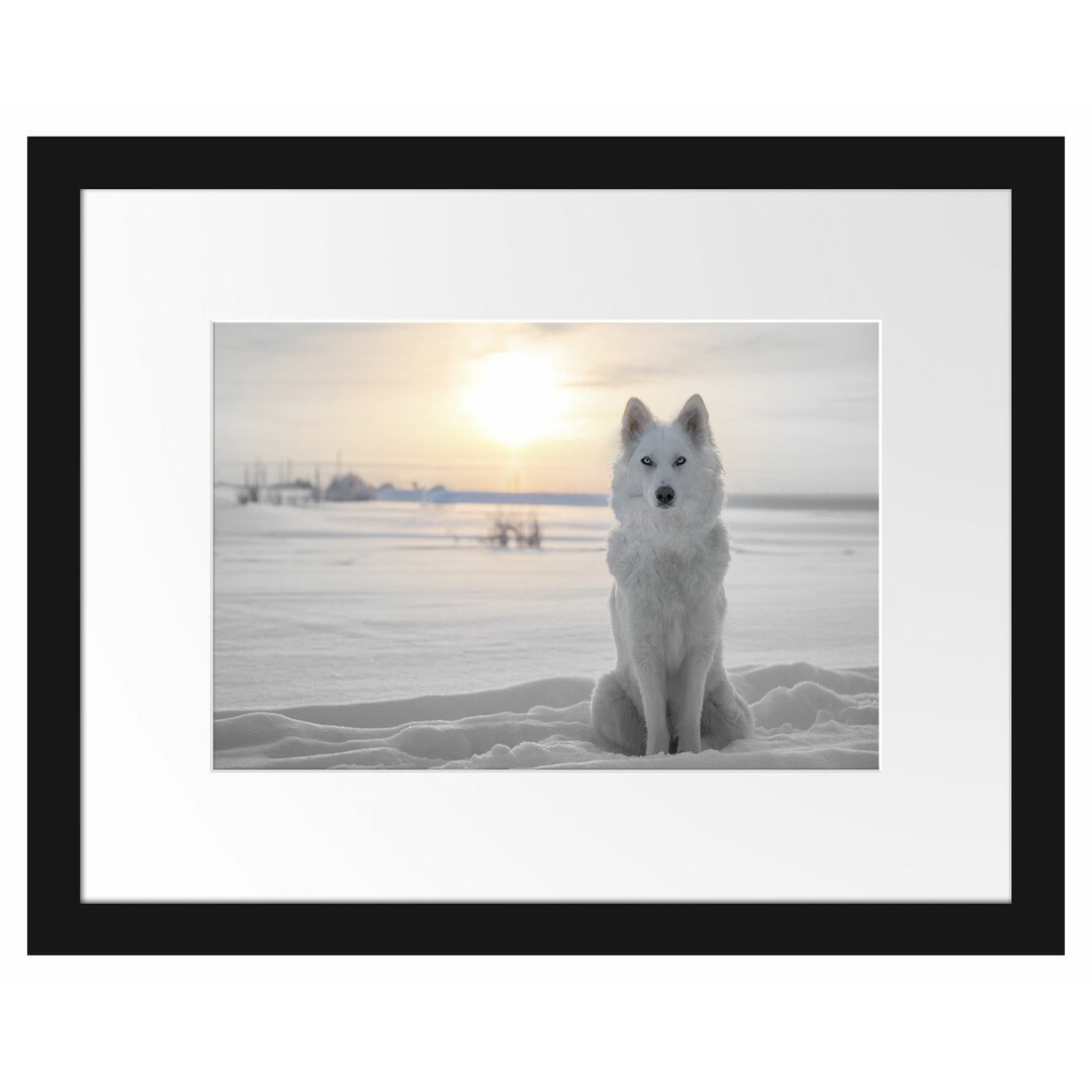 Gerahmtes Poster Weißer Wolf im Schnee