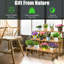 Plant Stand