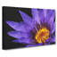 Purple Water Lily - Wrapped Canvas-56630161
