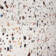 Gemscape 23.62 In. X 47.24 In. Terrazzo Look Polished Porcelain Floor And Wall Tile (15.49 Sq. Ft. / Case)