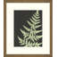 Graphic Lewis Ferns 2 Print