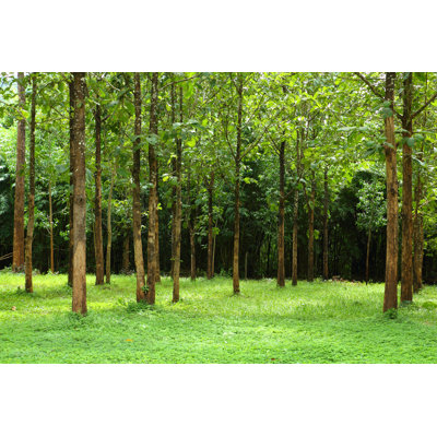 Arbre et herbe