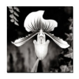 Beautiful Paphiopedilum Print