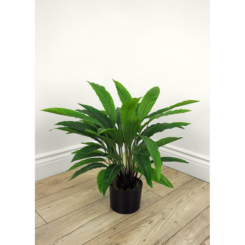 Faux calathea botanique au fini vert, H 22 po x l 23 po x P 23 po
