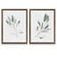 Simple sauge - ensemble de 2 reproductions d'art encadrées-1578471021-1541205130-1578471020