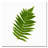 " Simple Fern " by Kathie McCurdy-10616404