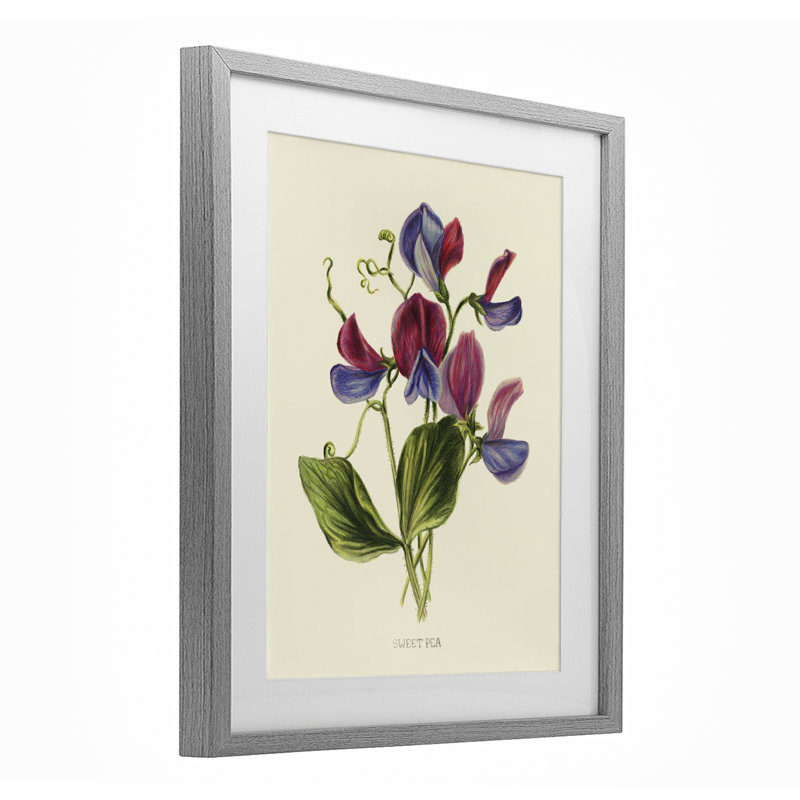 «Vintage Sweet Pea Blossoms», reproduction encadrée sous verre, conception de Connie Resch, H 21 po x l 17 po