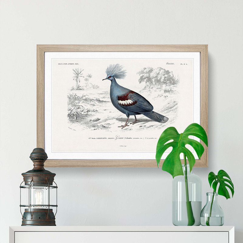 Crowned Pigeon Illustration by Charles D' Orbigny - Picture Frame Painting Print, 48cm H x 65cm W x 2cm D, Oak Framed