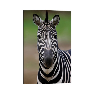 Zebra III by Goran Anastasovski - Wrapped Canvas Print