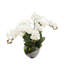 Arrangement floral orchidée