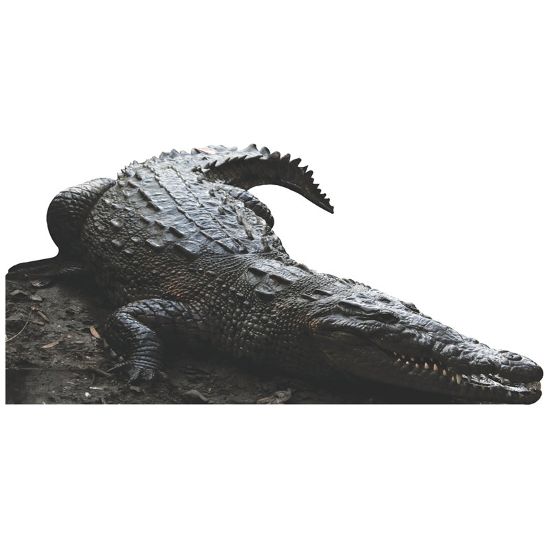 Crocodile Cardboard Standup