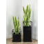 Fausse plante dracéna en pot Rummond-49421112-49421113