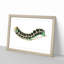 Illustration of a Green Caterpillar - Framed Print-55641486-55641485