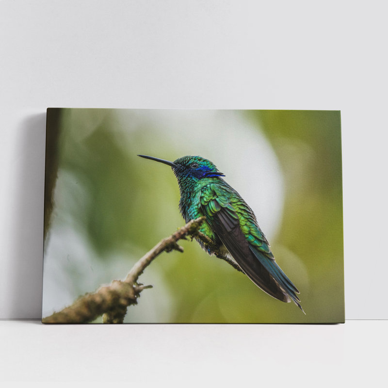 A Sparkling Violetear on a Branch, 8" H x 12" W