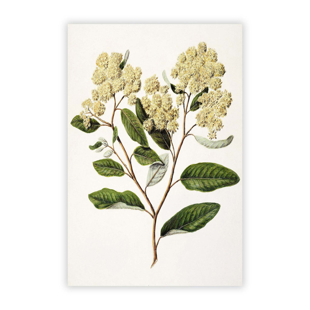 Kumarahou Flowers Flowers by Sarah Featon - Frameless Print