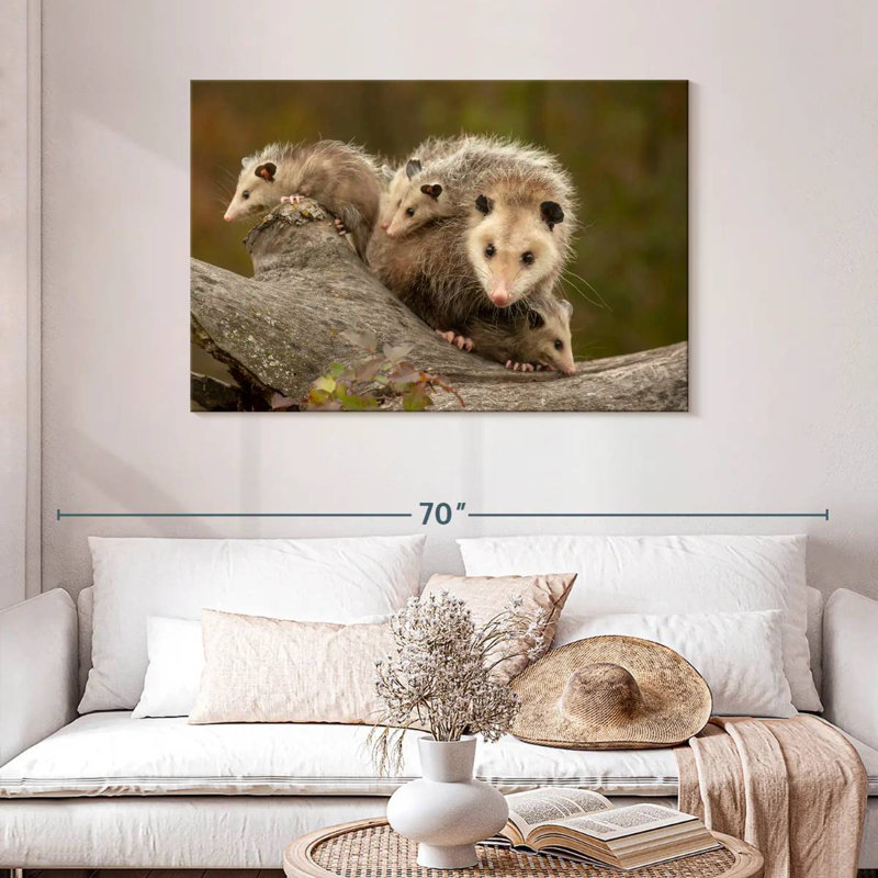 Famille Opossum, H 30 po x l 45 po