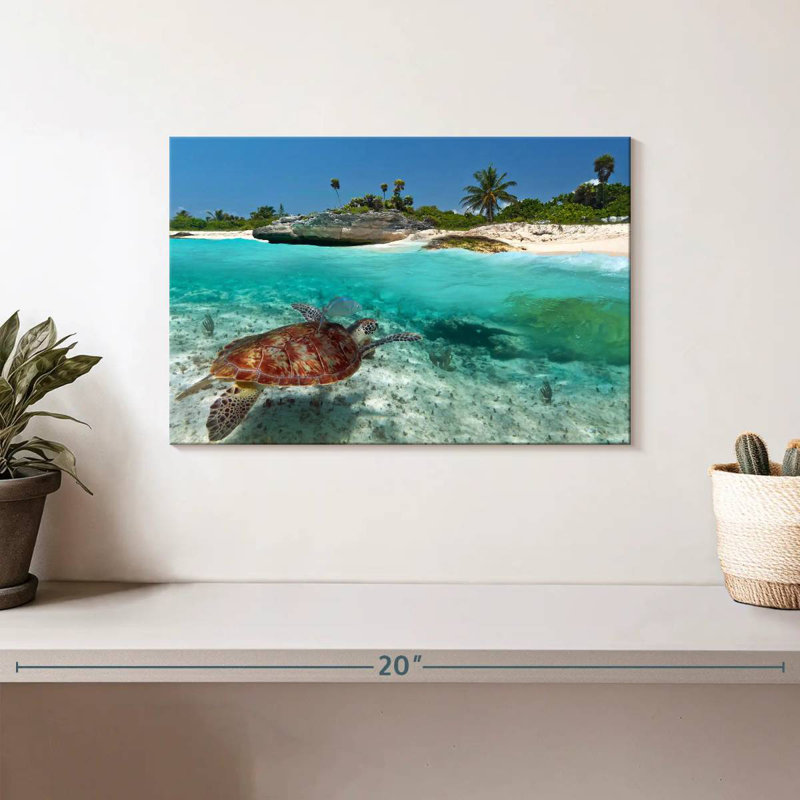 Crowle, île des tortues des Caraïbes, H 8 po x l 12 po