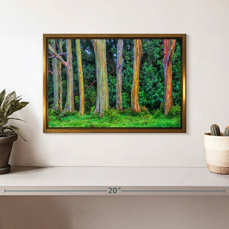 Eucalyptus arc-en-ciel, Cadre flottant doré, 13 po x 9 po