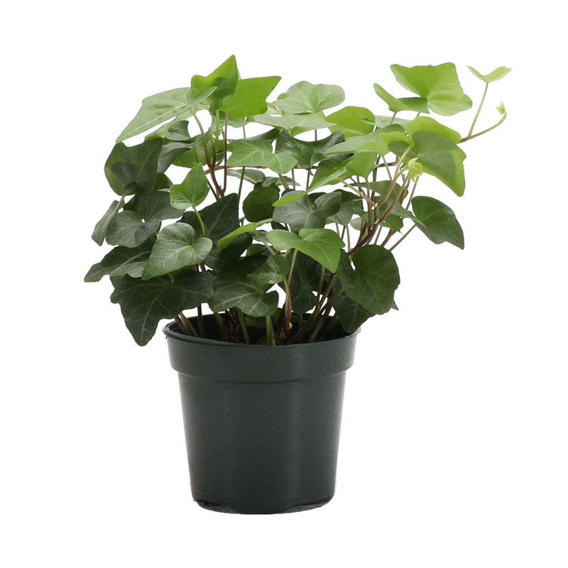 Live Green Ivy Plant