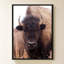 «American Bison IV» par Debra Van Swearingen - Impression sur toile-130877640-130877635
