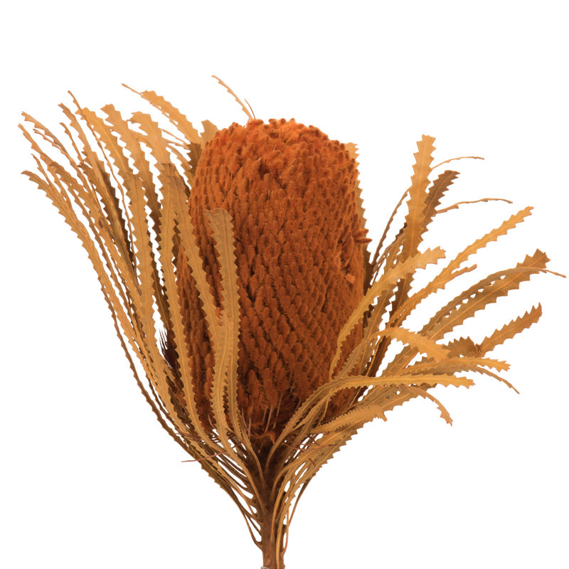 Tige de Banksia