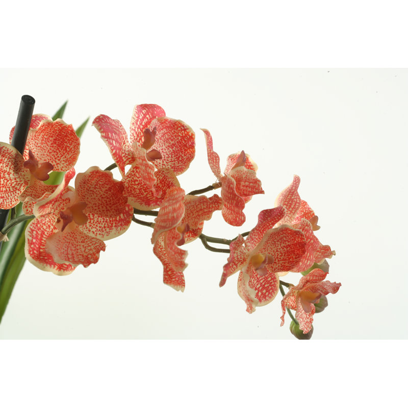 Orchid Arrangement
