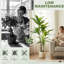 Bendable Trunk Artificial Dracaena Tree, Realistic Faux Greenery for Home & Office