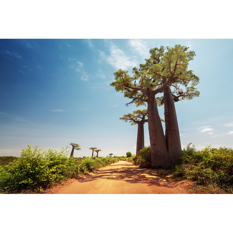 " Baobab Trees " by Mihtiander, 12" H x 8" W  