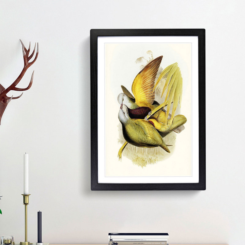 Allied Fruit Pigeons by Elizabeth Gould - Single Picture Frame Painting, 63cm H x 45cm W x 2cm D, Black Framed