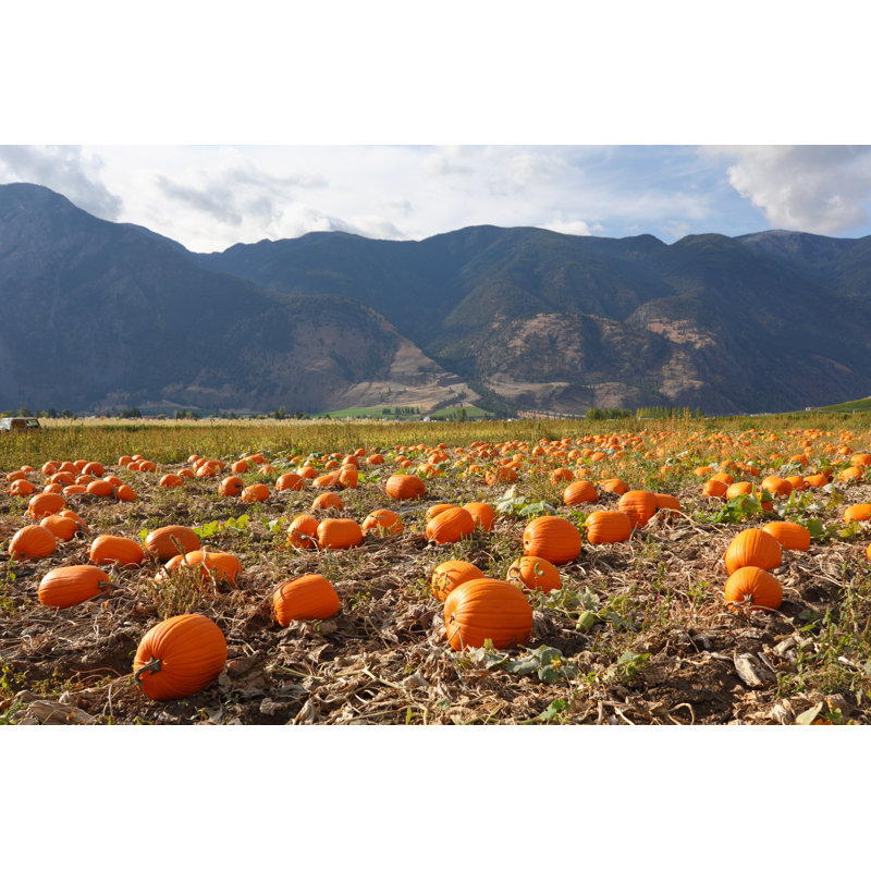 Keremeos Pumpkin Patch by Maxvis - Wrapped Canvas Print, 51cm H x 76cm W