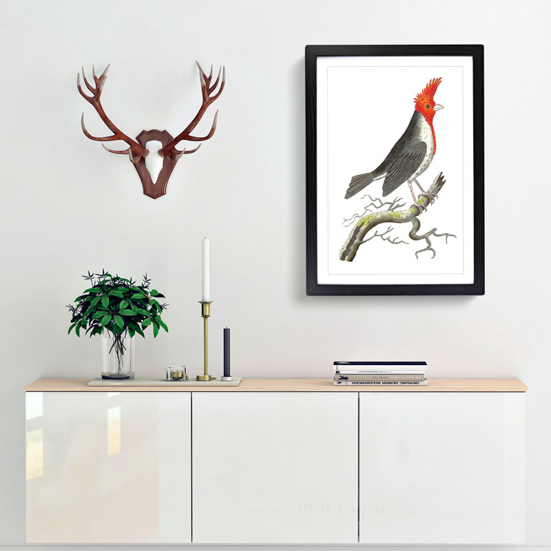 Crested Cardinal Bird by George Shaw - Framed Print, 48cm H x 36cm W x 2cm D, Black Framed