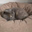 Polyester Pet Bed-75221192-75221193