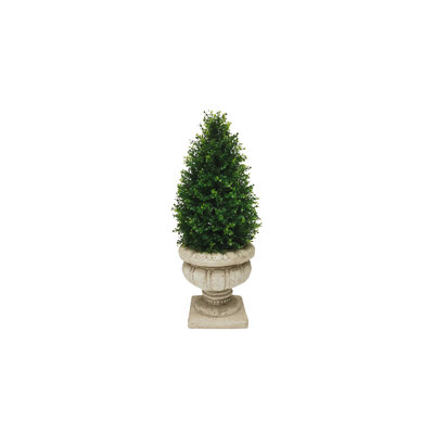 Pine Tree in Planter