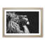 Majestic Lion Illustration - Picture Frame Graphic Art Print-56859597-56859596