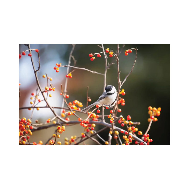 Chickadee Bittersweet by Karen Burke - Wrapped Canvas Print, 20.32cm H x 30.48cm W x 1.905cm D