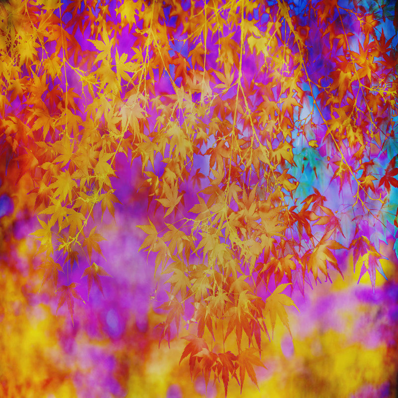 Ensemble de housse de couette en microfibre DiaNoche par Sylvia Cook - Neon Leaves