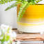 Ceramic Pot Planter-63880904-63880903