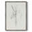 Neutral Iris Sketch II Framed Print - Solid Wood-456752107